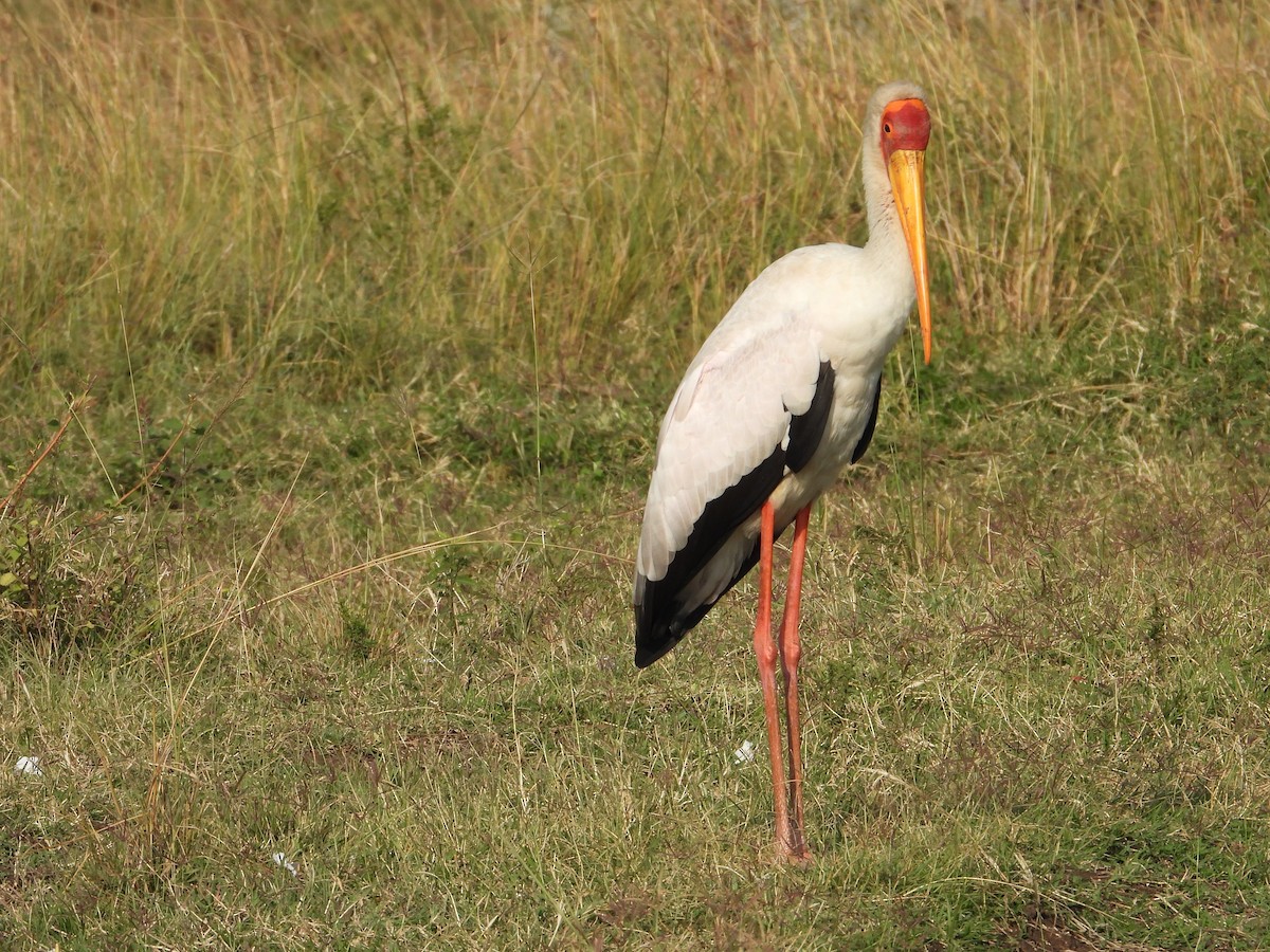 Tantale ibis - ML642908102