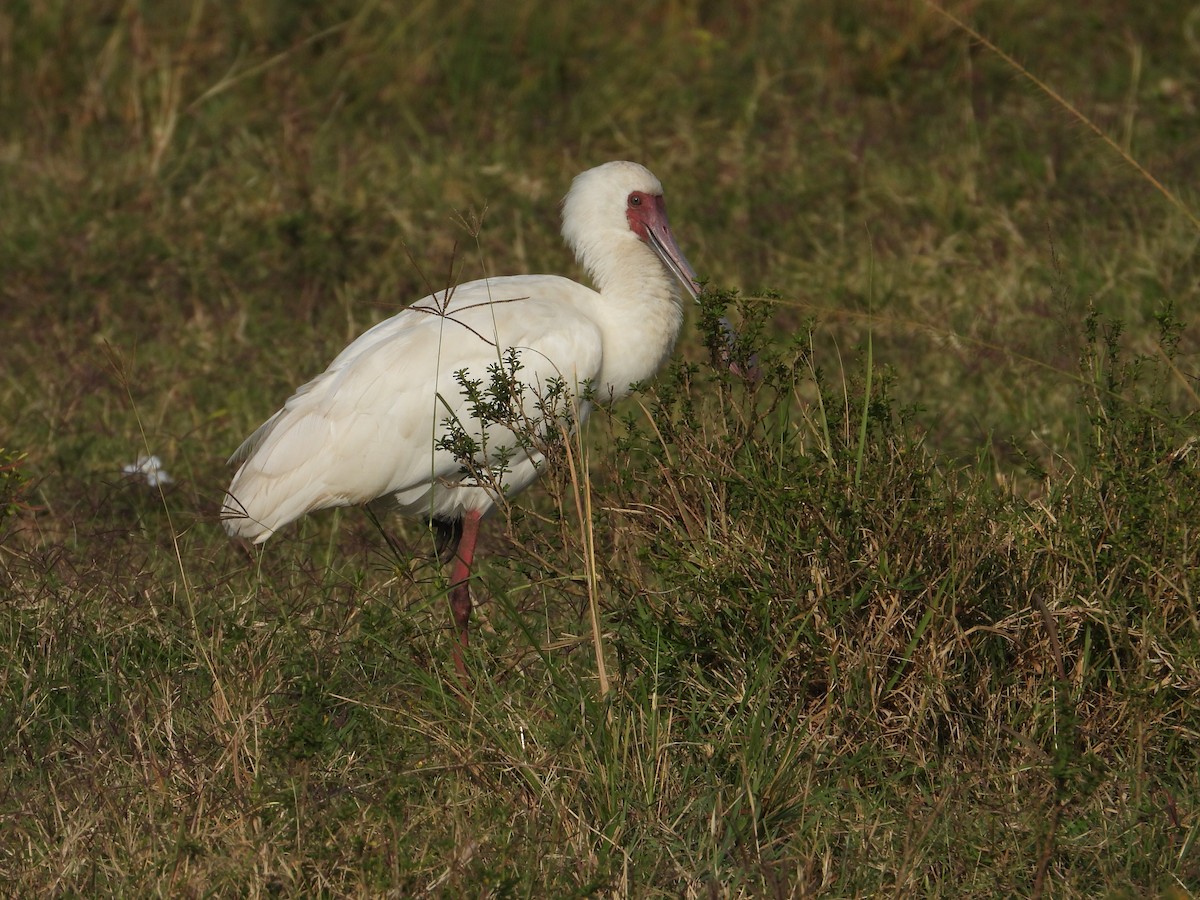 African Spoonbill - ML642908109