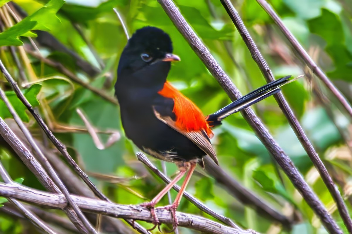 Red-backed Fairywren - ML642908114