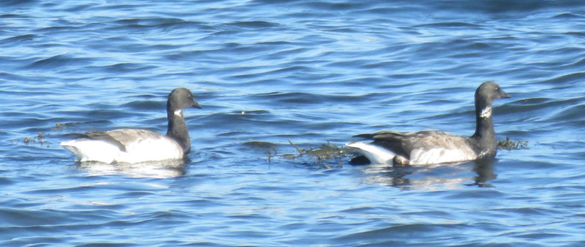 Brant - ML642908122
