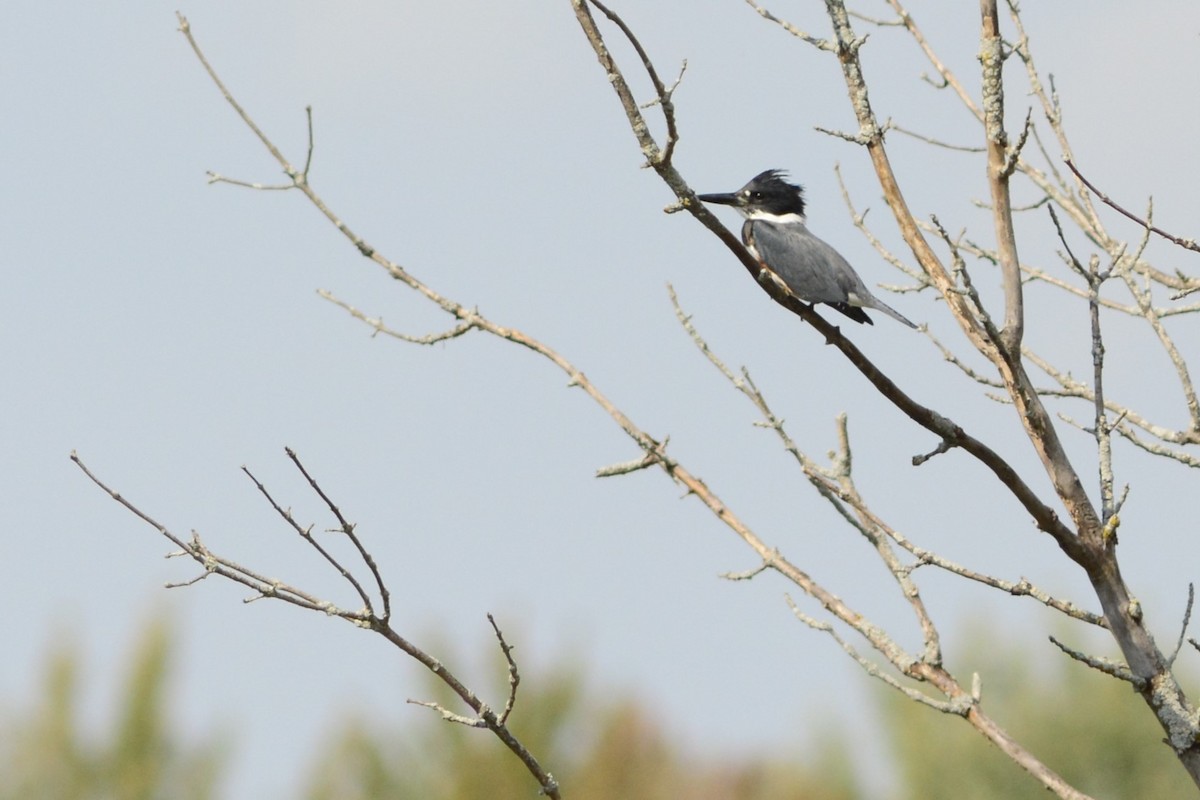 Belted Kingfisher - ML642908133