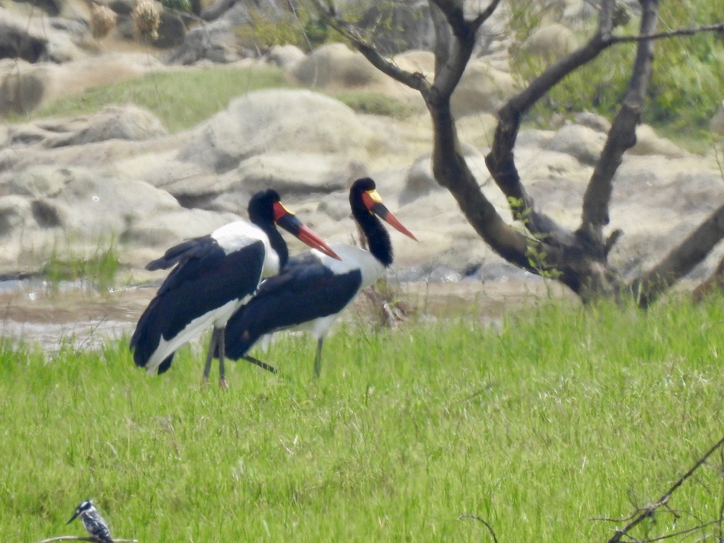 Saddle-billed Stork - ML642908138