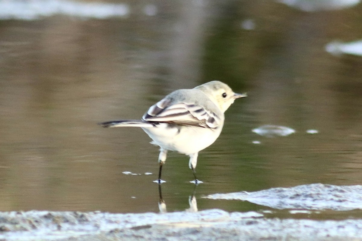 White Wagtail - ML642908151