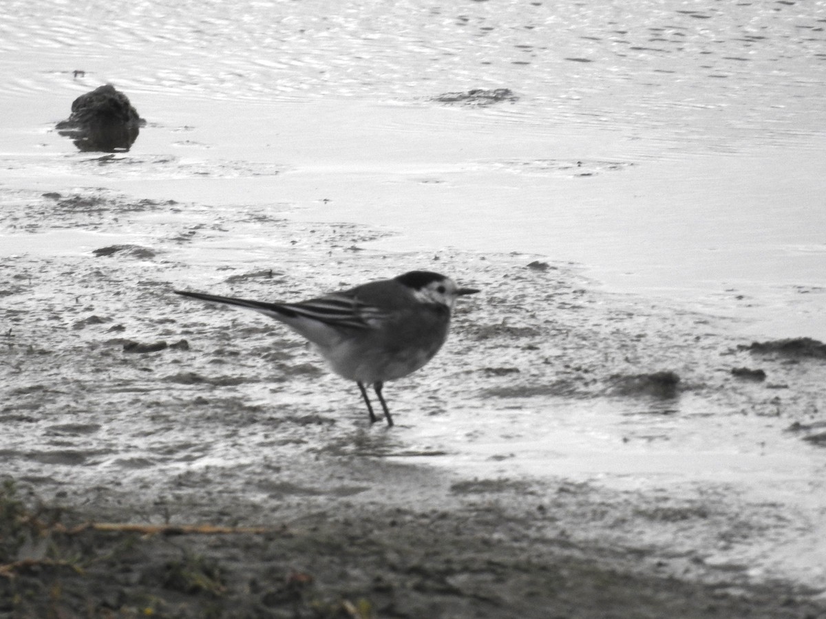 White Wagtail - ML642908153