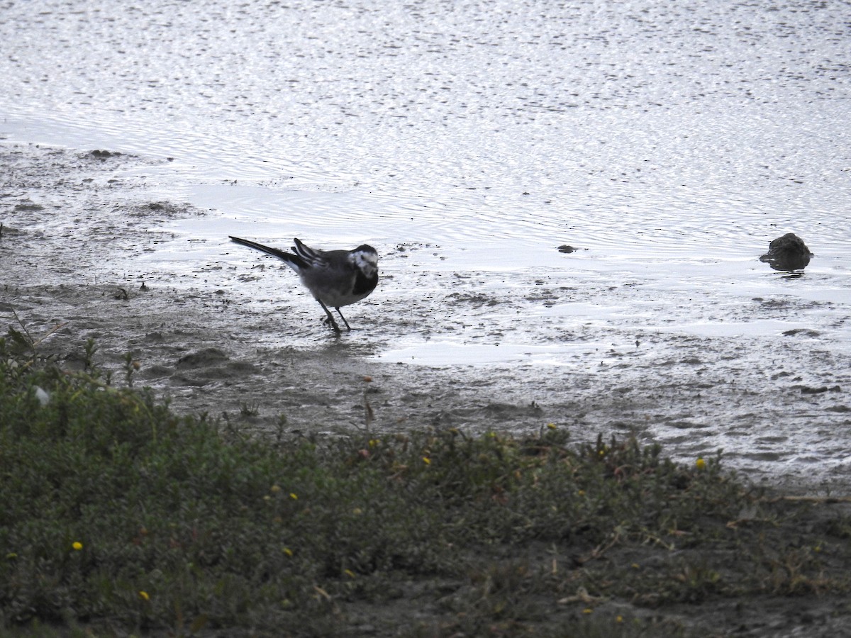 White Wagtail - ML642908154