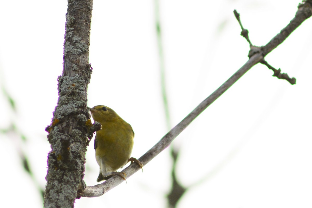 Orange-crowned Warbler - ML642908155