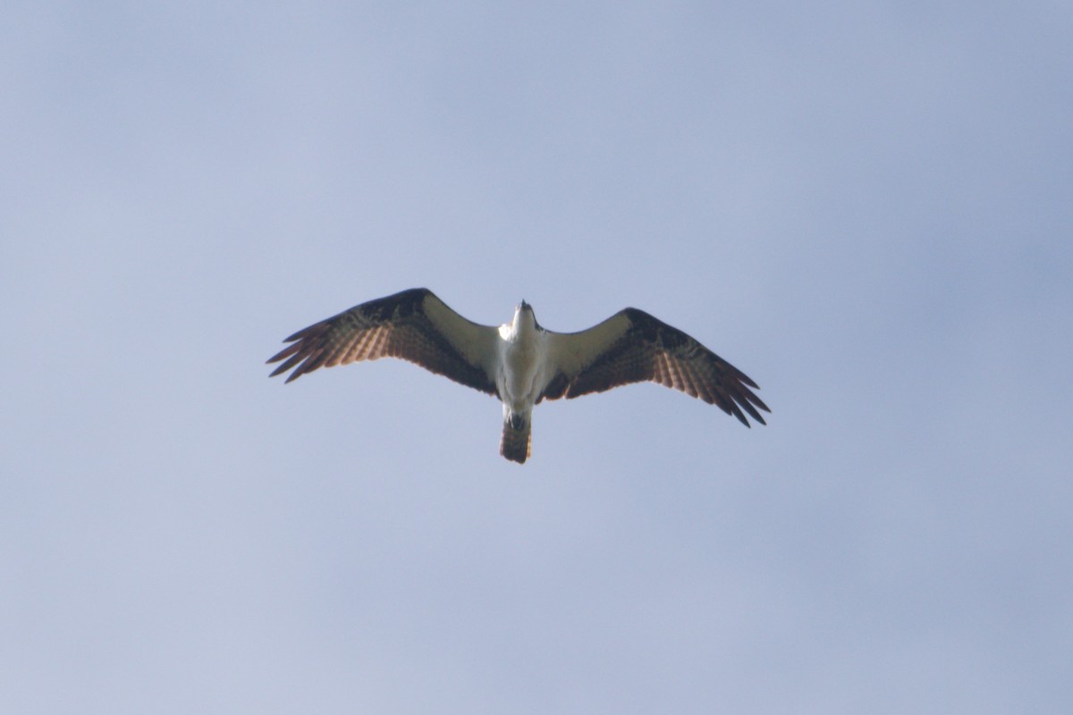 Osprey - ML642908157