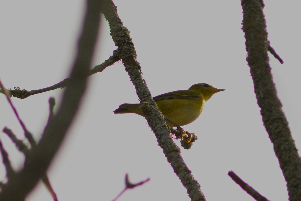 Orange-crowned Warbler - ML642908159