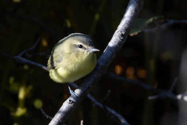 Philadelphia Vireo - ML642908161