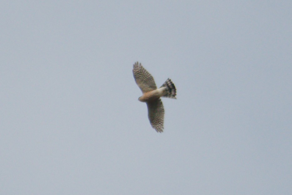 Sharp-shinned Hawk - ML642908162