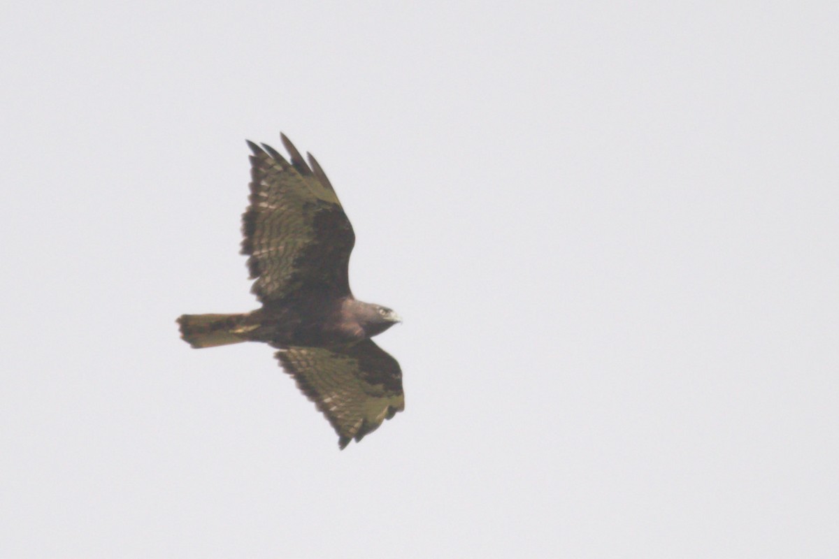 Red-tailed Hawk - ML642908165