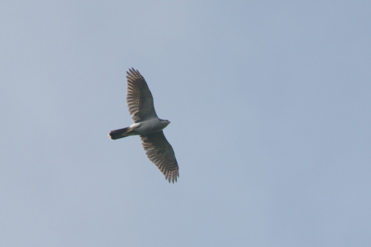 American Goshawk - ML642908168