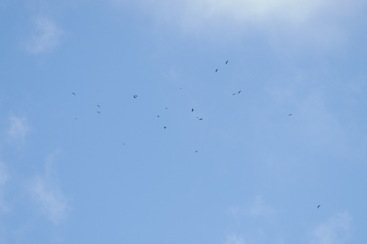 Common Raven - ML642908172
