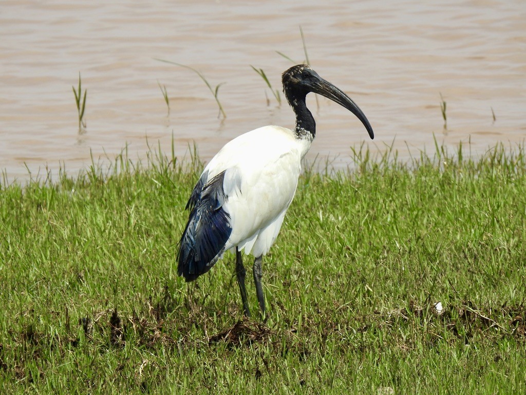 African Sacred Ibis - ML642908185