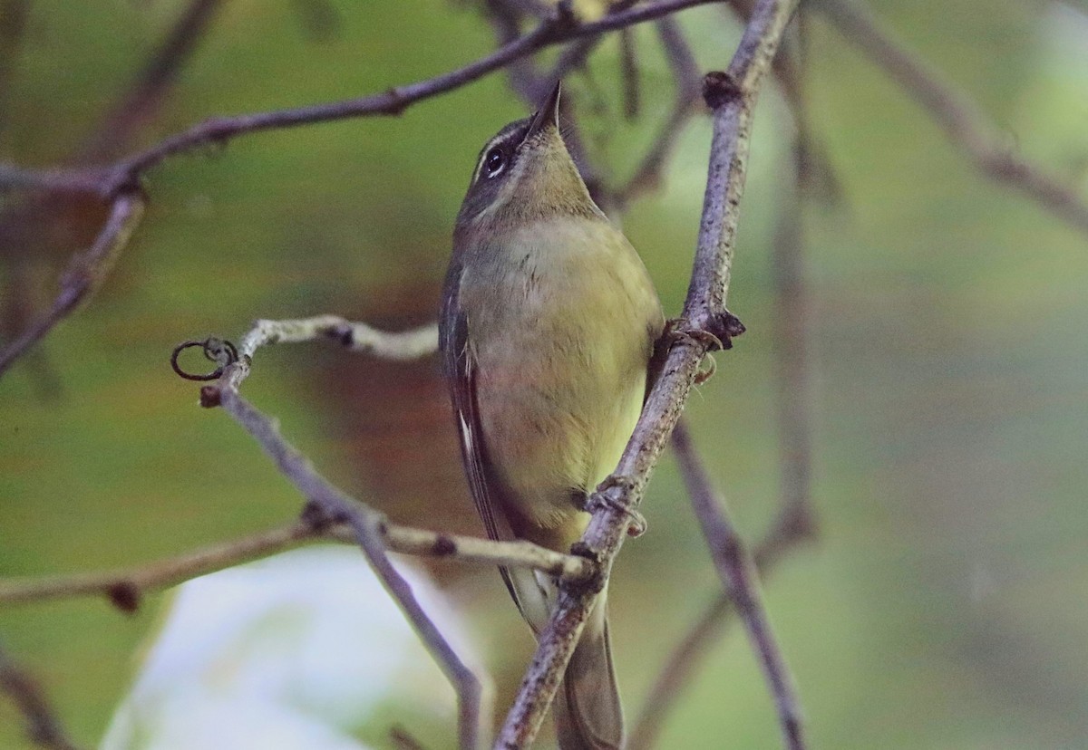 Black-throated Blue Warbler - ML642908193