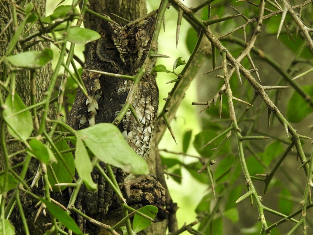 African Scops-Owl - ML642908195
