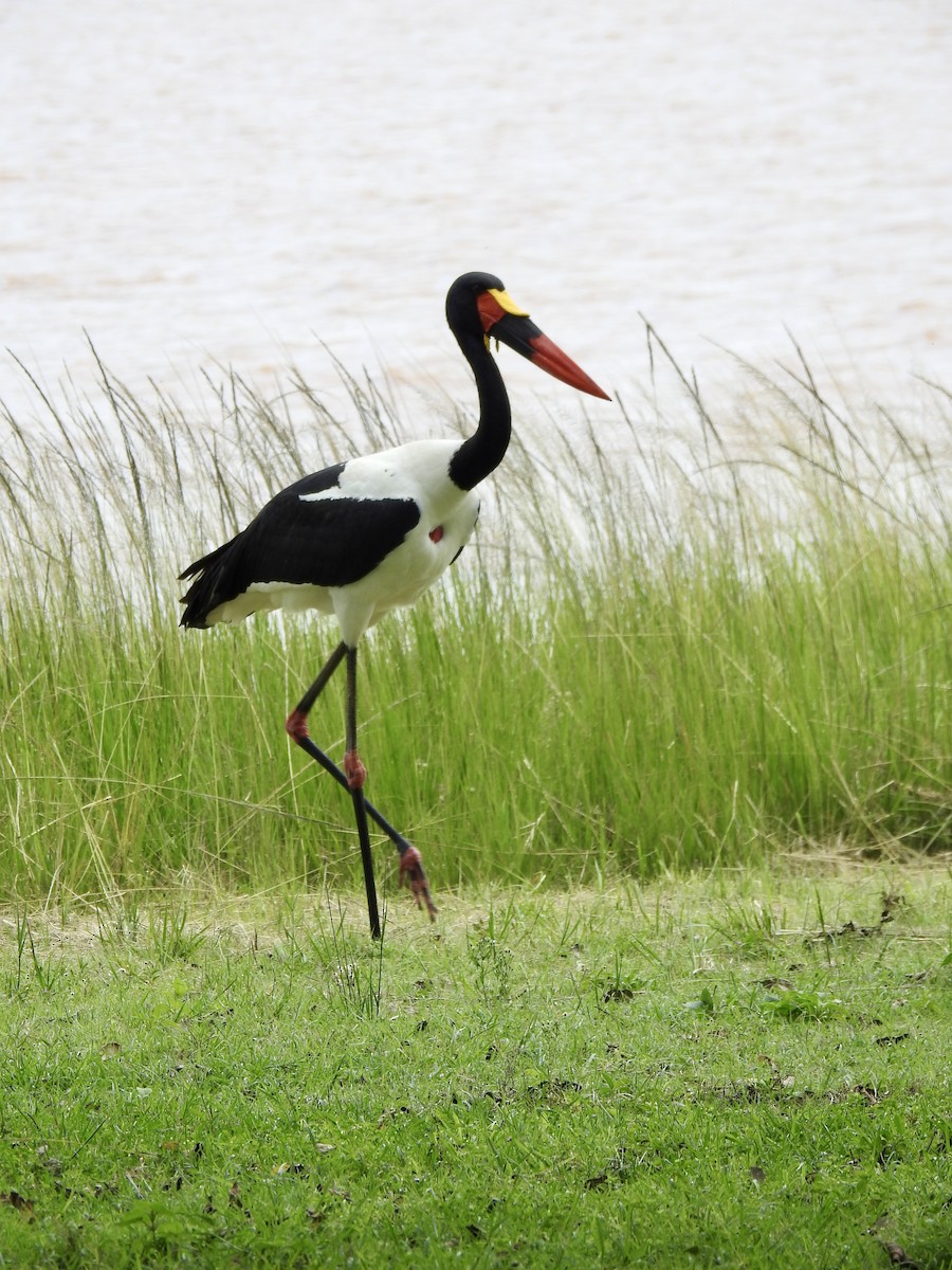 Saddle-billed Stork - ML642908199