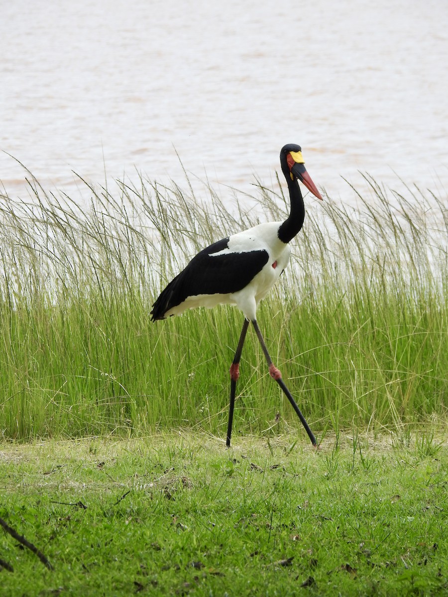 Saddle-billed Stork - ML642908201