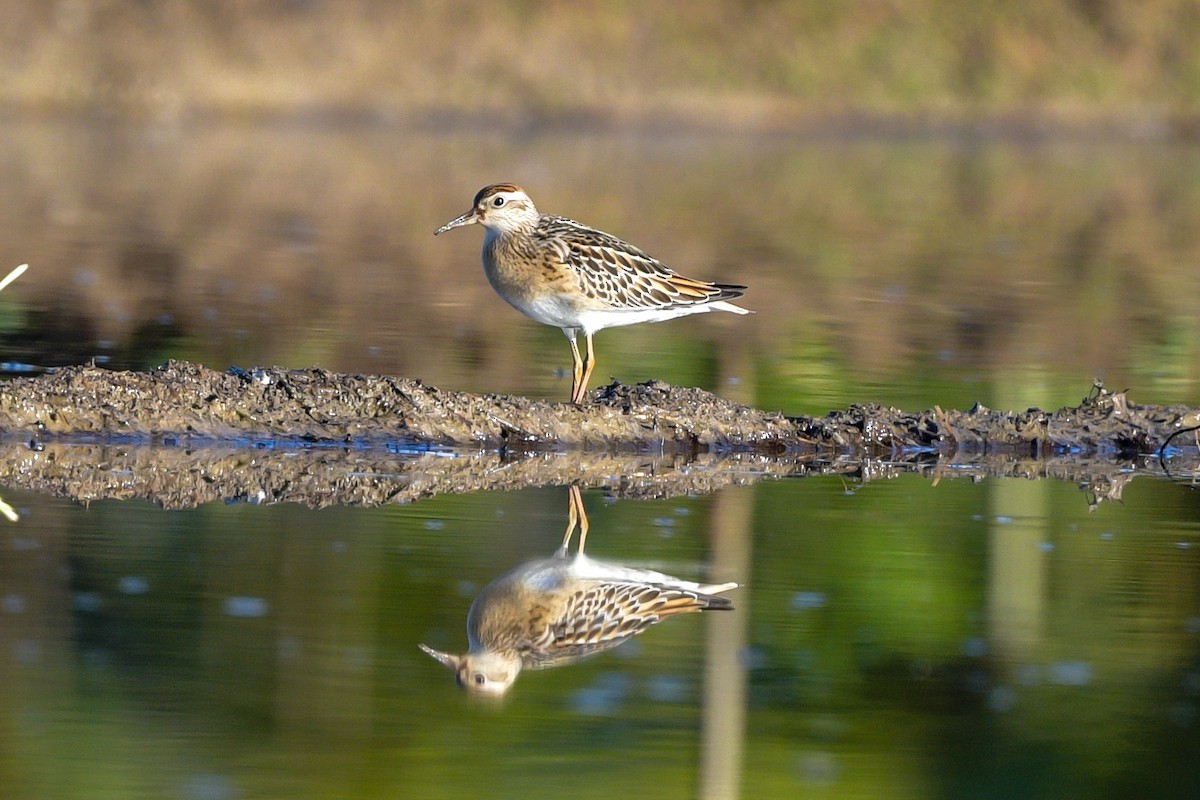 Sharp-tailed Sandpiper - ML642908207