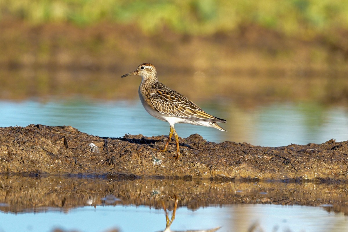 Sharp-tailed Sandpiper - ML642908208