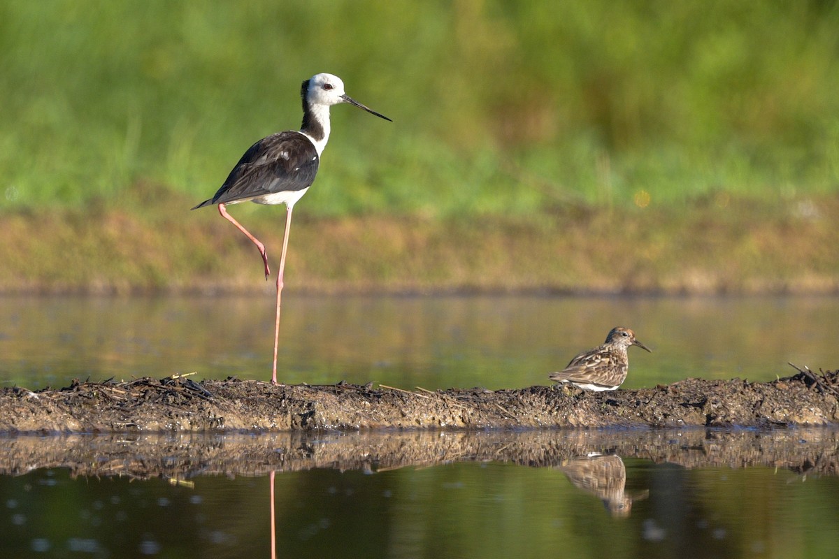 Pied Stilt - ML642908211