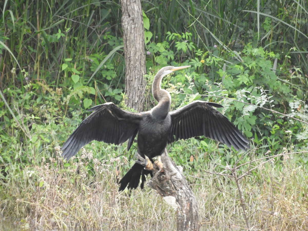 Oriental Darter - ML642908215