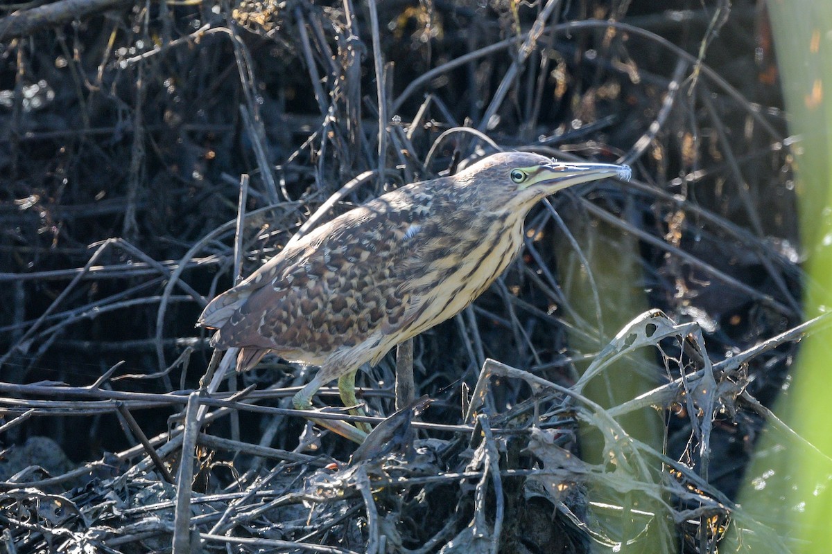 Cinnamon Bittern - ML642908216