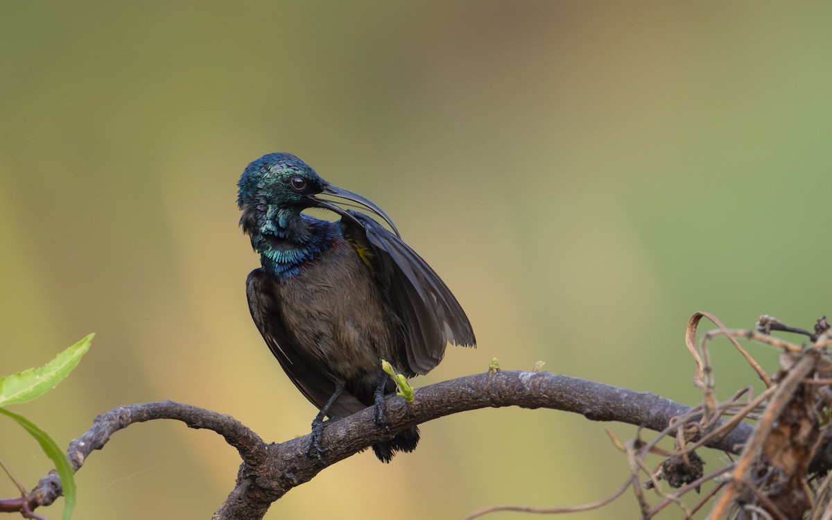 Loten's Sunbird - ML642908220