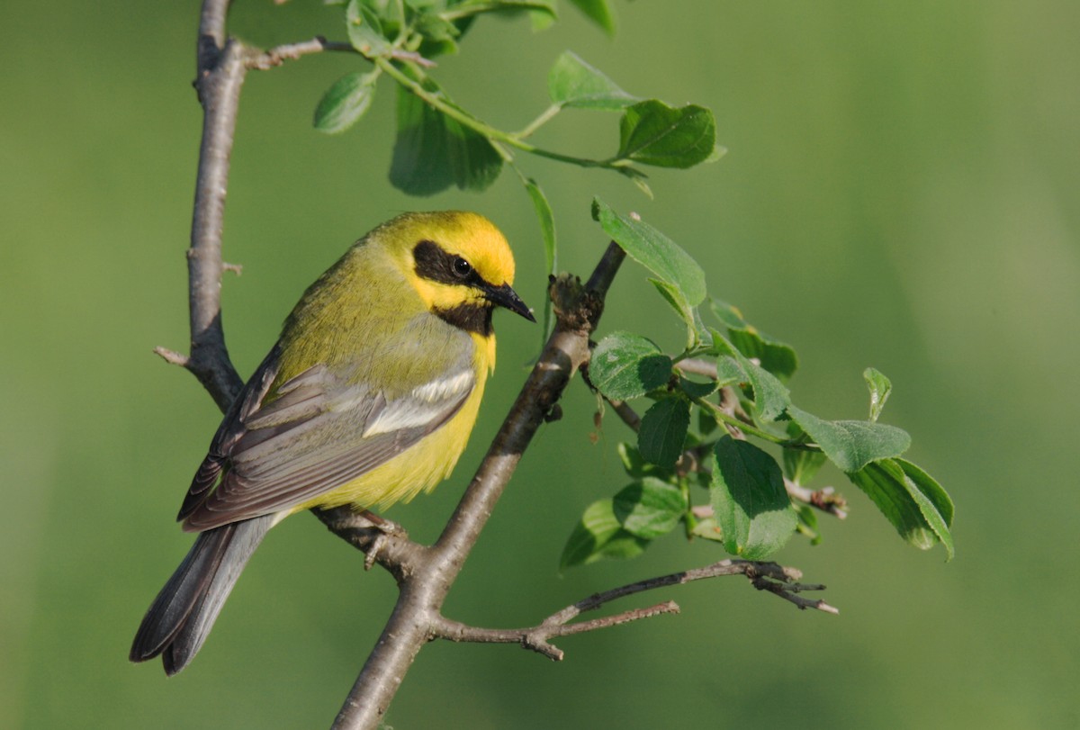 Lawrence's Warbler (hybrid) - ML642908222