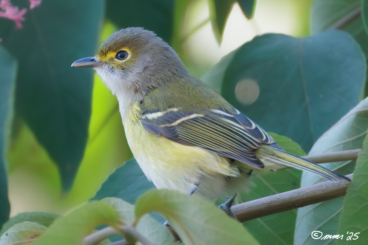 White-eyed Vireo - ML642908227
