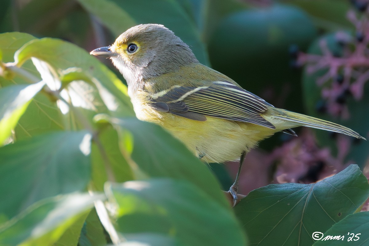 White-eyed Vireo - ML642908228