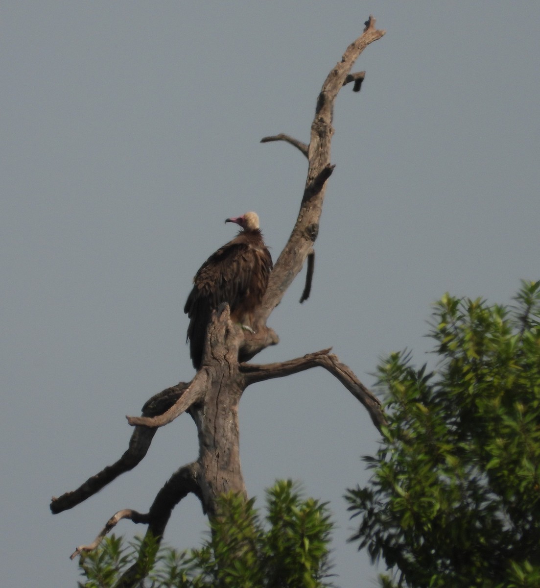 Hooded Vulture - ML642908236