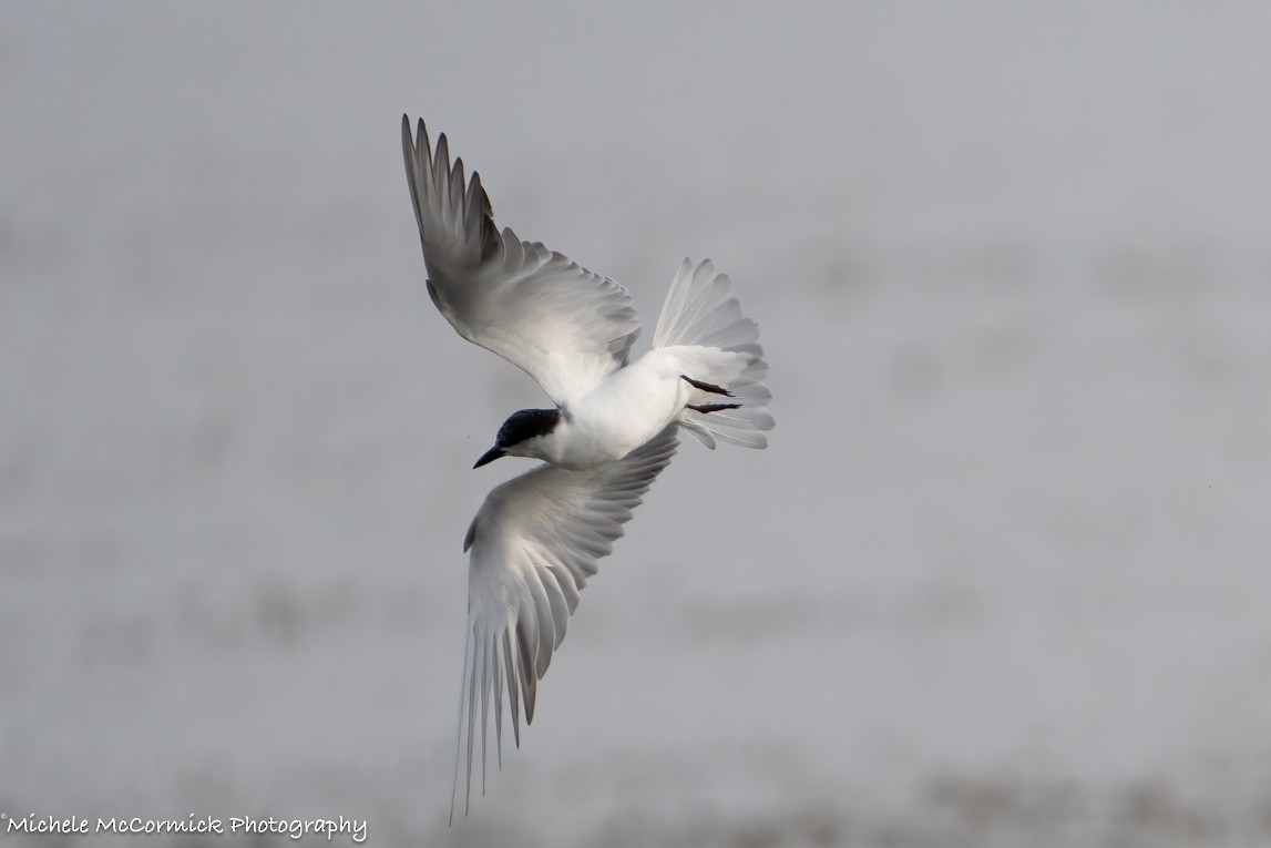 Whiskered Tern - ML642908237