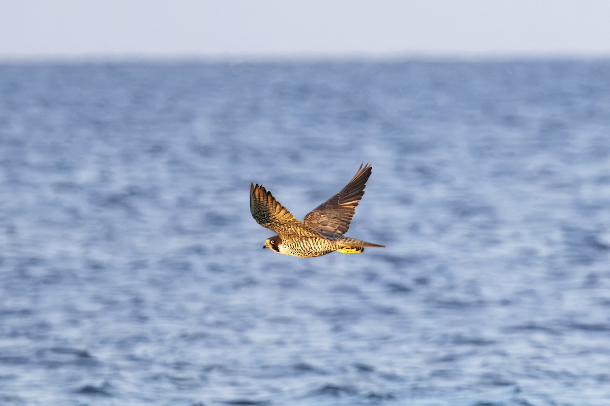 Peregrine Falcon - ML642908240