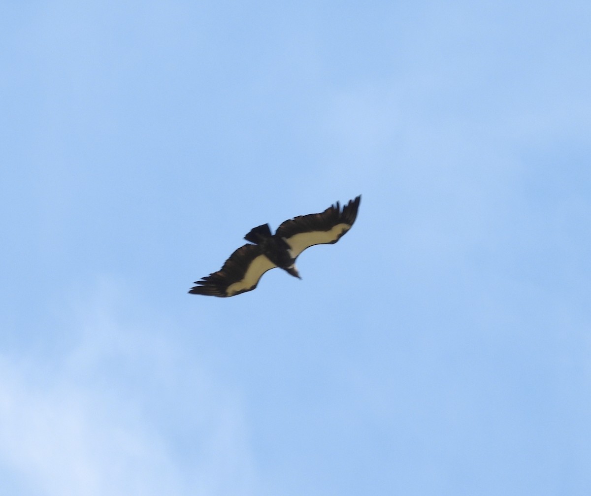 Vautour chaugoun - ML642908241