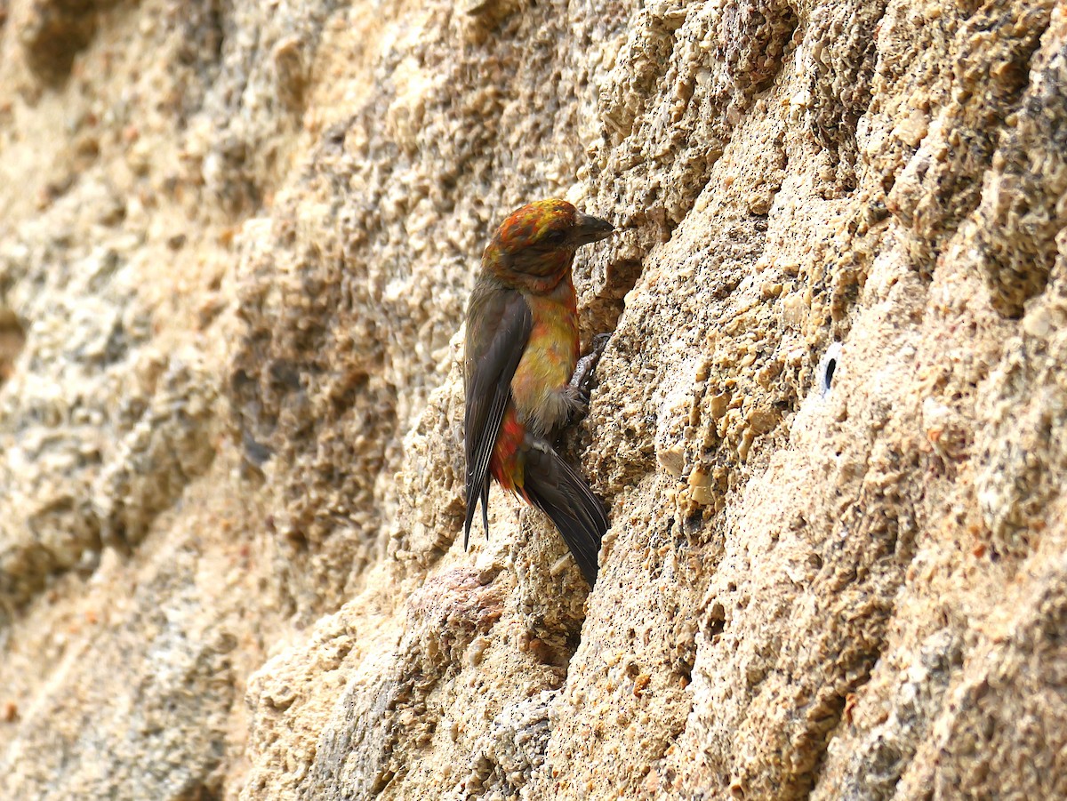 Çaprazgaga - ML642908266