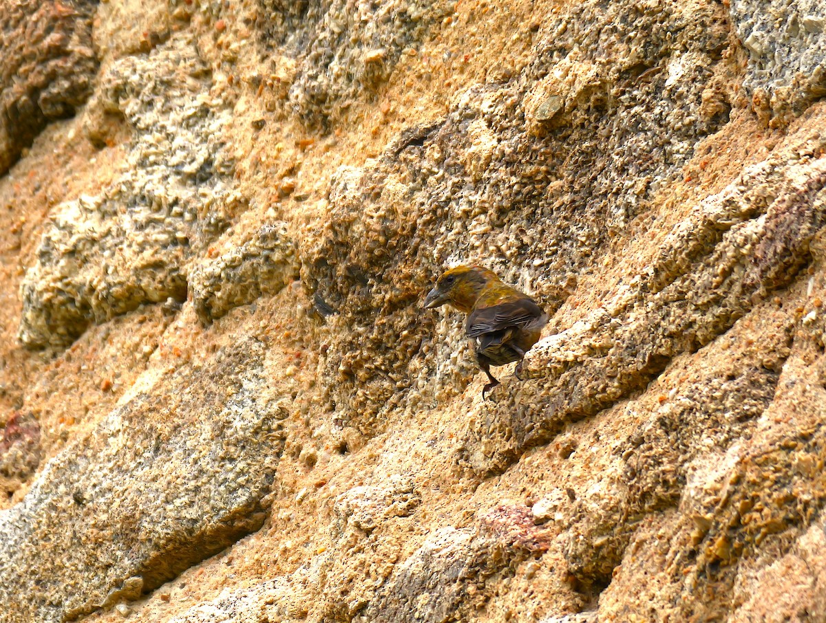 Çaprazgaga - ML642908267