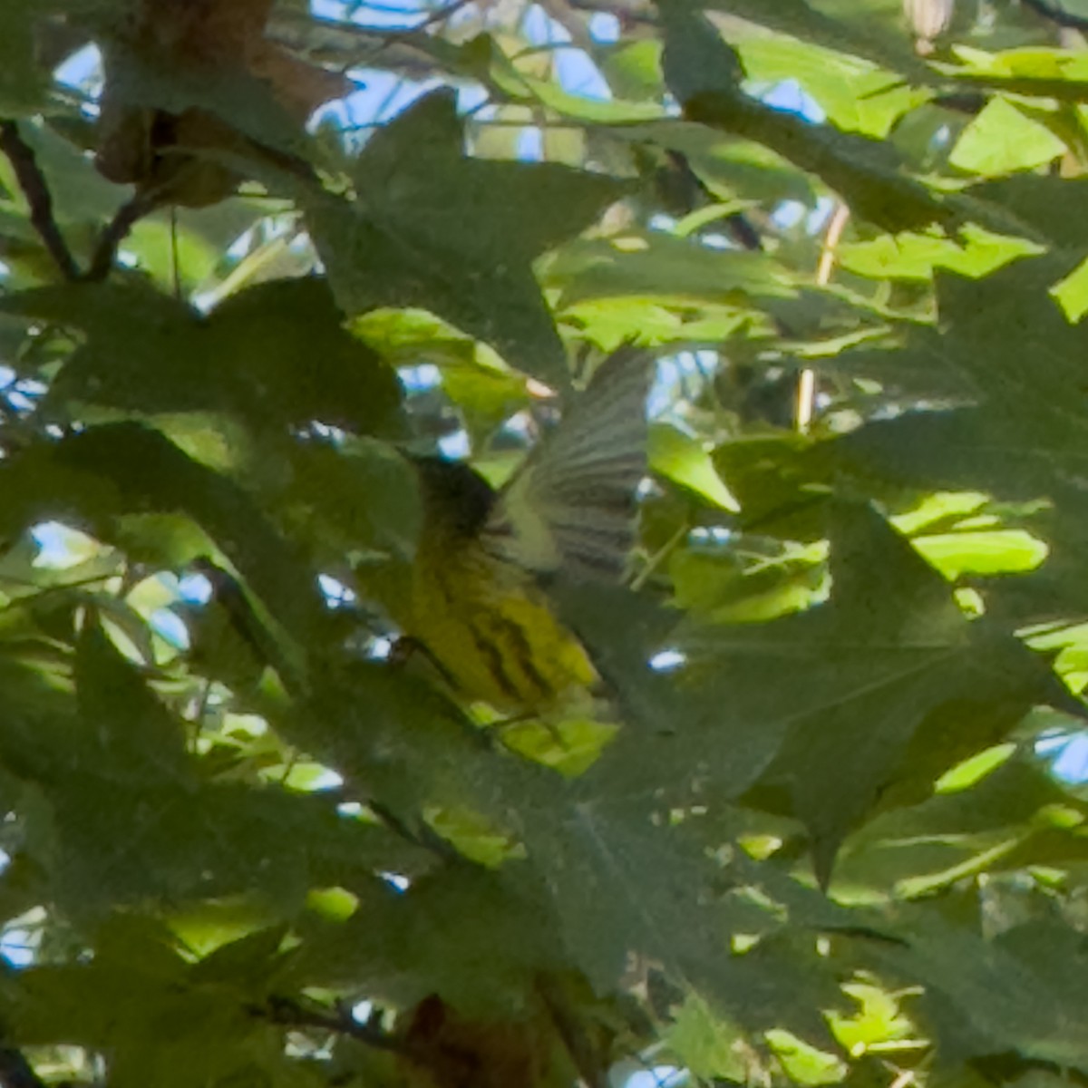 Prairie Warbler - ML642908273