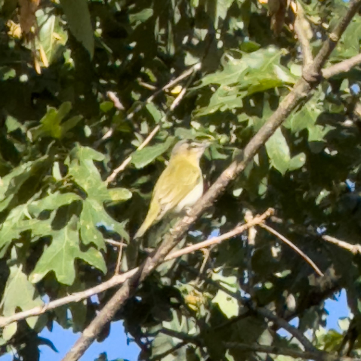 rødøyevireo - ML642908275