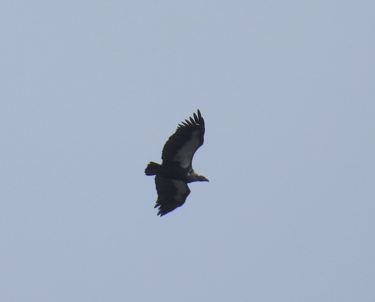 Vautour chaugoun - ML642908283