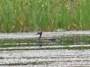 White-faced Whistling-Duck - ML642908292