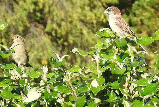 Оронгийн бор шувуу - ML642908294