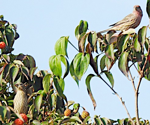 House Finch - ML642908299