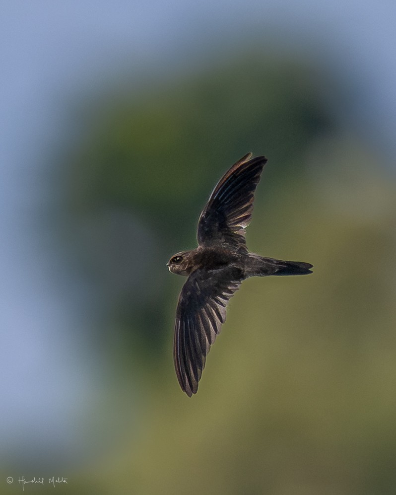 White-nest Swiftlet (White-nest) - ML642908304