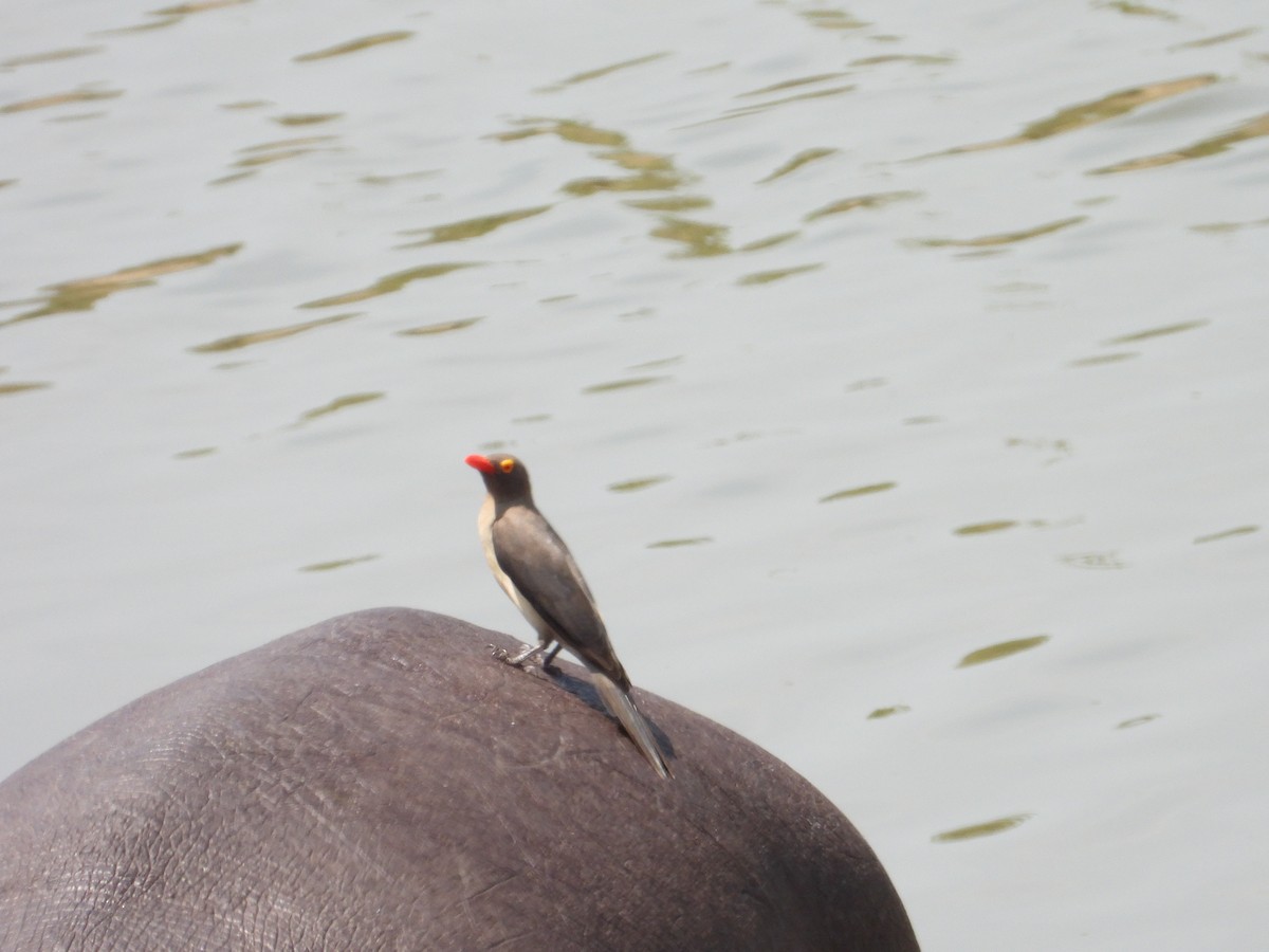 Red-billed Oxpecker - ML642908307
