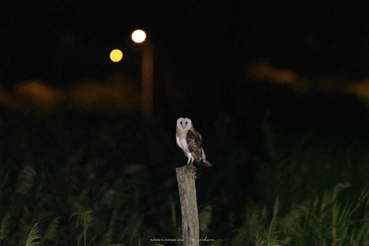 Lechuza Patilarga - ML642908310