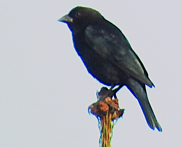 Brown-headed Cowbird - ML642908320