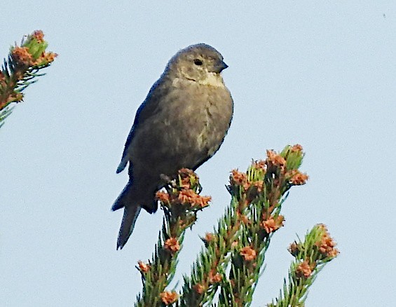 Brown-headed Cowbird - ML642908321