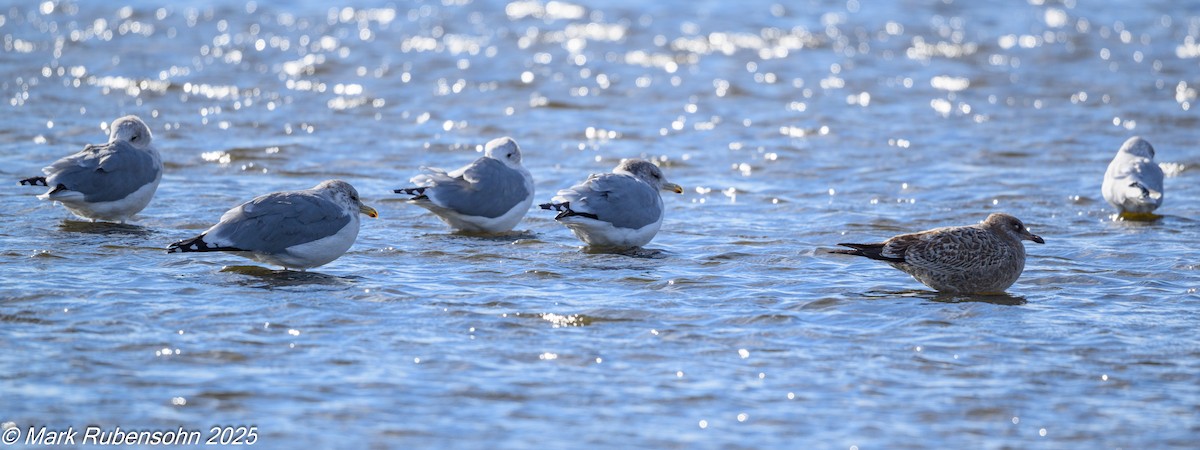 California Gull - ML642908331
