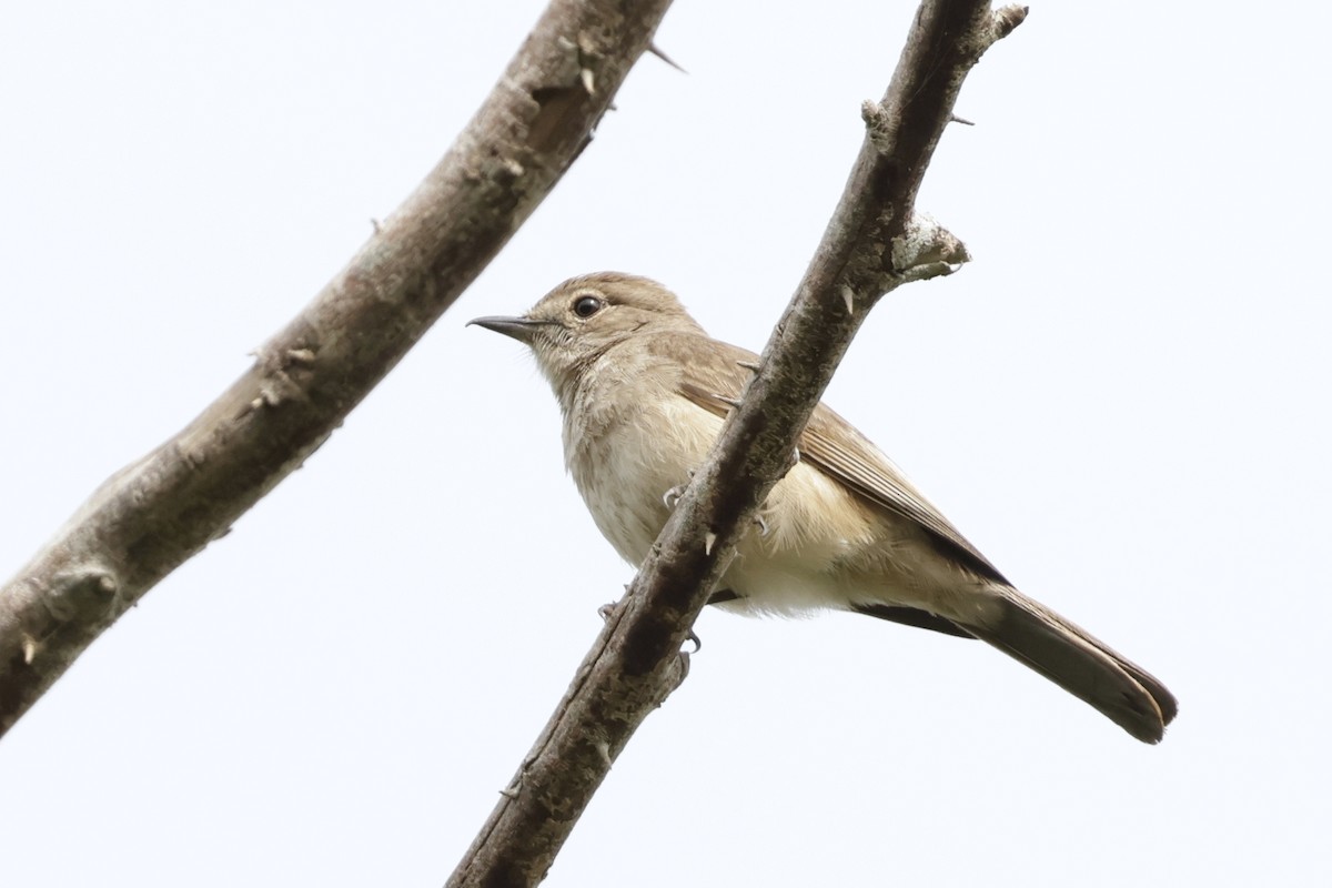 Pale Flycatcher - ML642908332